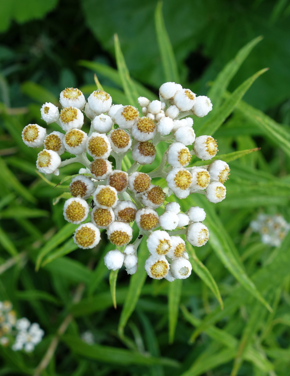 Изображение особи Anaphalis margaritacea.