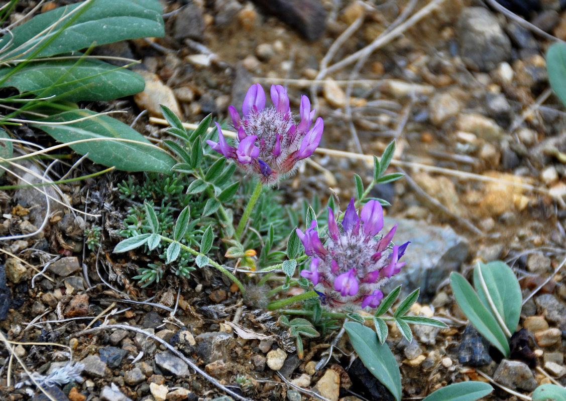 Изображение особи Astragalus laguroides.