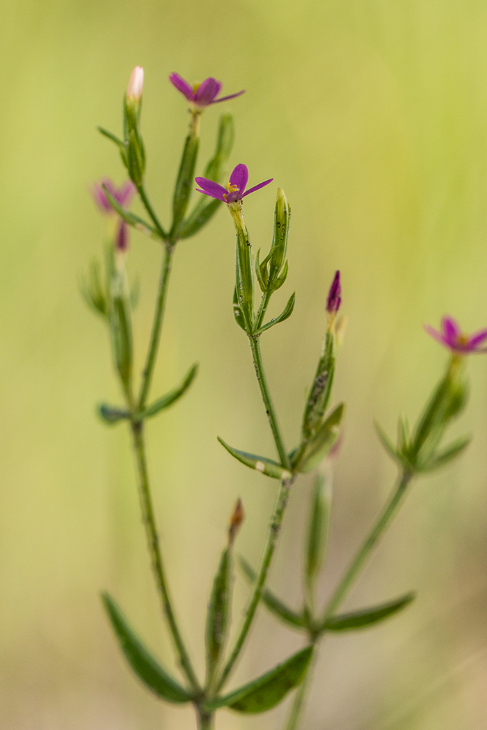 Изображение особи род Centaurium.