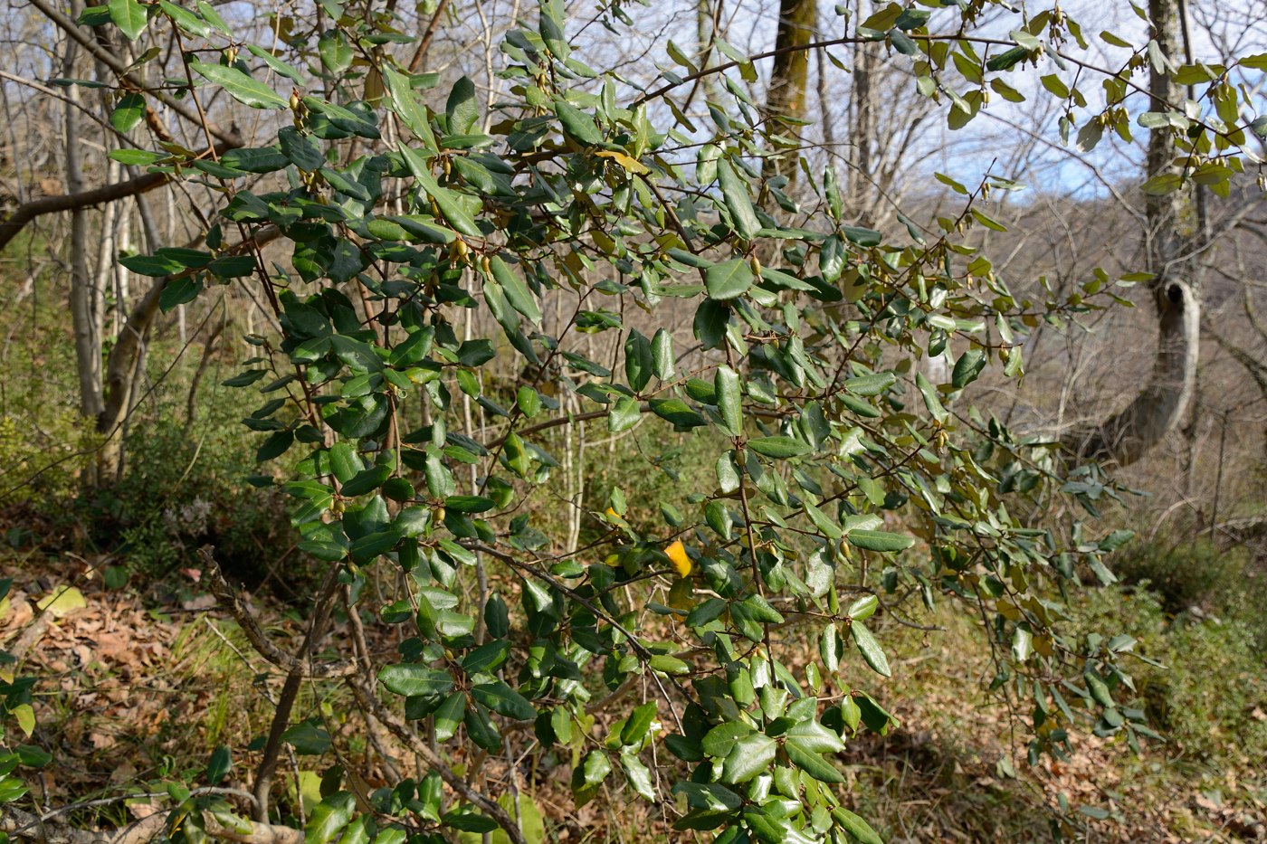 Image of Elaeagnus pungens specimen.