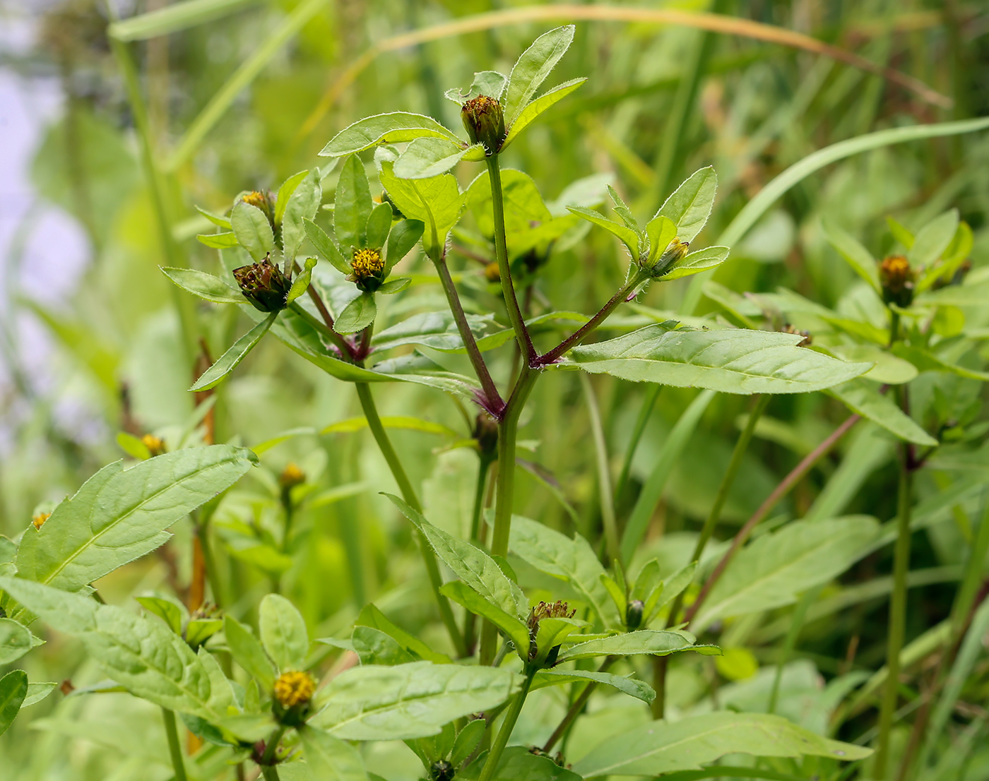 Image of Bidens tripartita specimen.