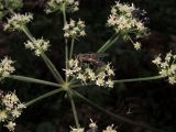 Angelica sylvestris