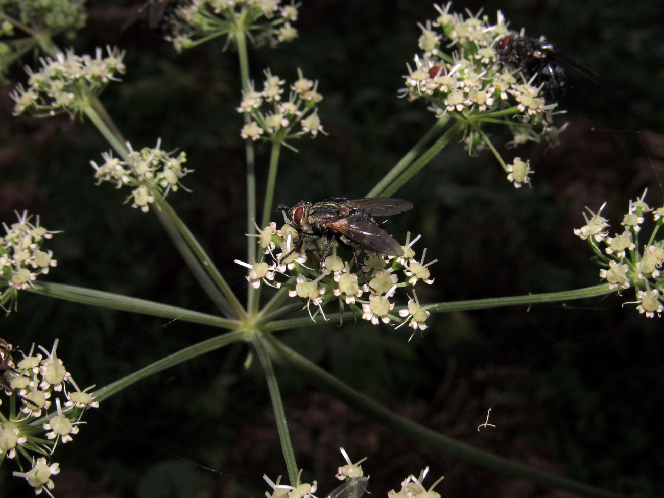 Изображение особи Angelica sylvestris.