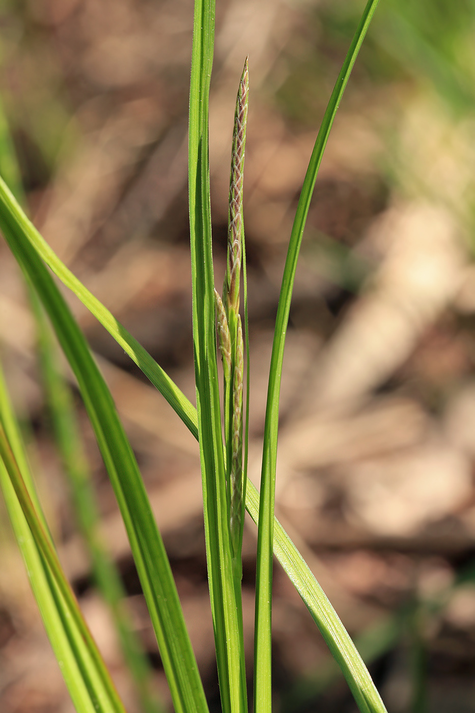 Image of Carex vesicaria specimen.