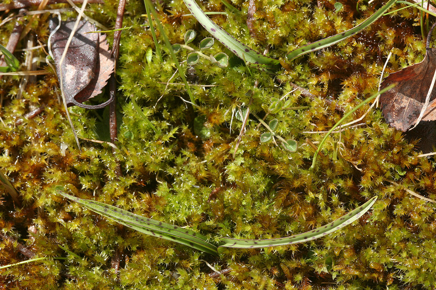 Image of Dactylorhiza traunsteineri specimen.