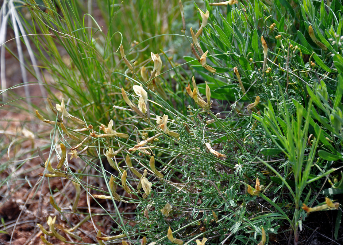 Изображение особи Astragalus ucrainicus.