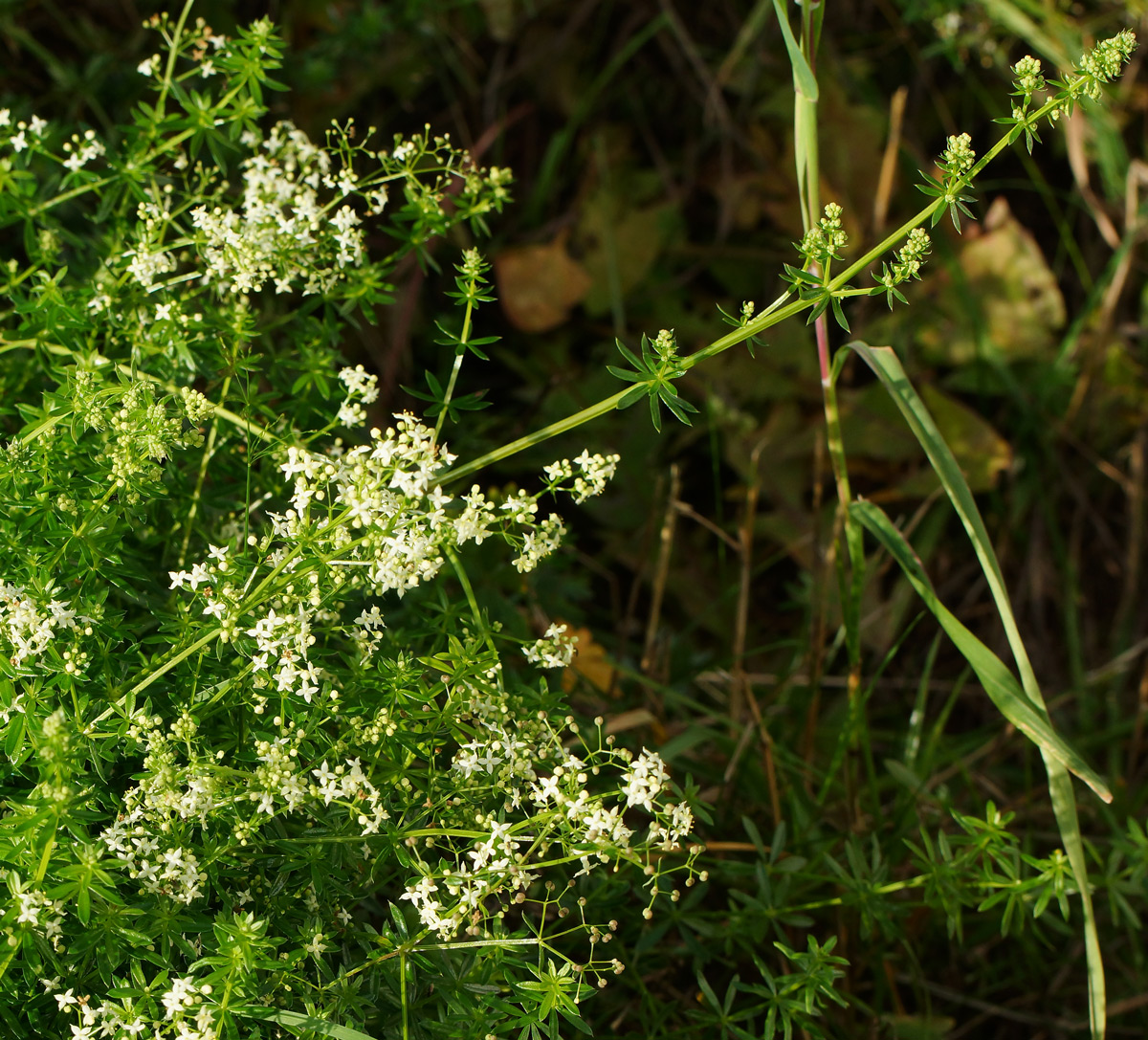 Image of Galium mollugo specimen.