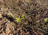 Gagea maeotica. Цветущее растение. Украина, г. Запорожье, восточная окраина, долина р. Мокрая Московка, правый берег, степной участок с выходами гранита. 08.03.2020.