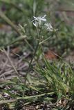 Ornithogalum navaschinii. Отцветающее растение. Крым, Севастополь, газон. 30.04.2020.