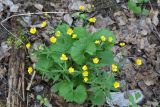 Ranunculus cassubicus