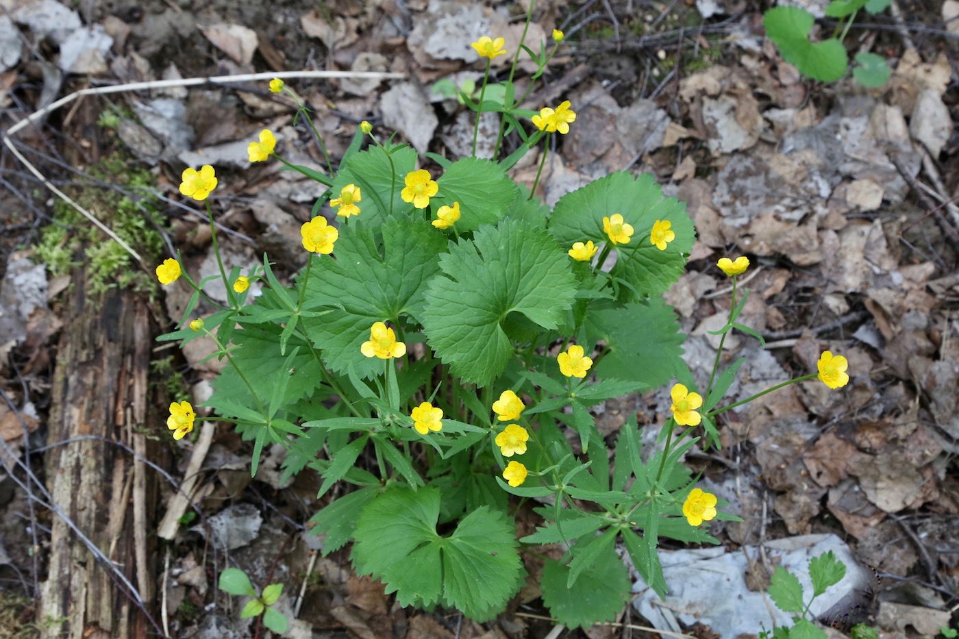 Изображение особи Ranunculus cassubicus.