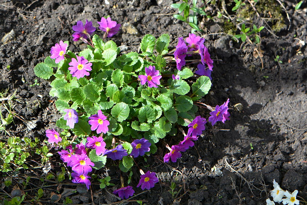 Image of Primula juliae specimen.