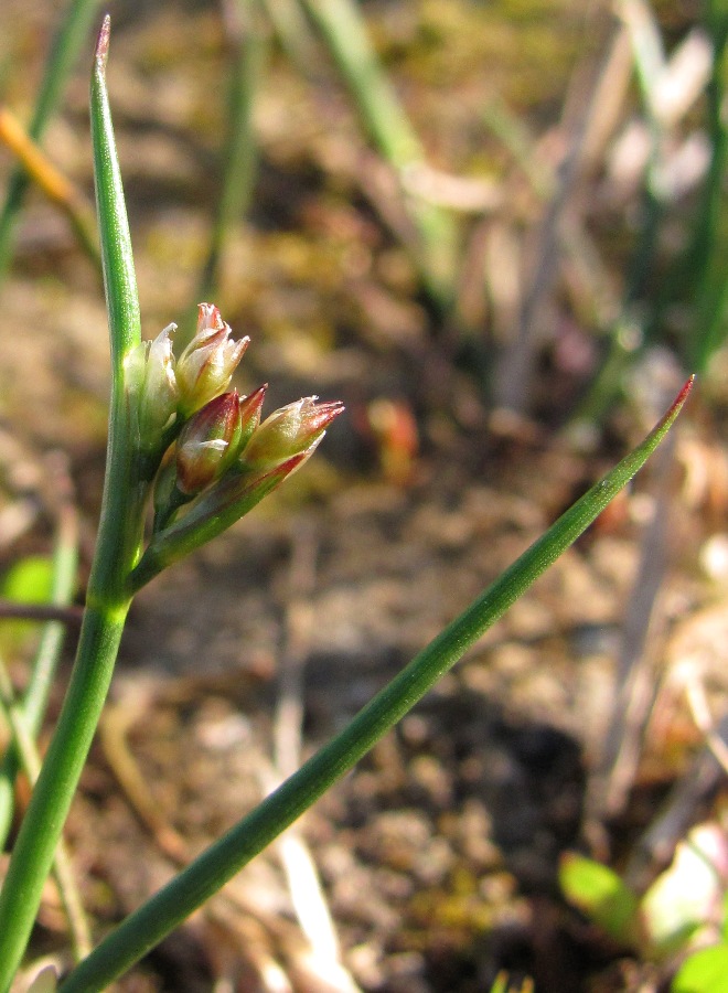 Изображение особи Juncus articulatus.