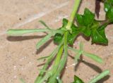 Nidorella resedifolia