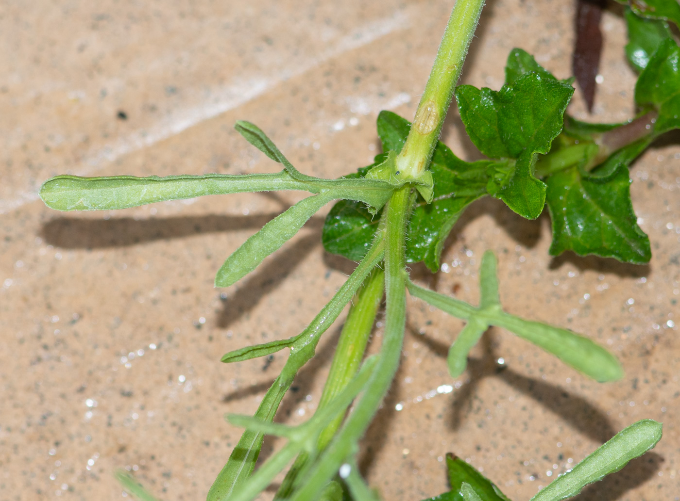 Image of Nidorella resedifolia specimen.