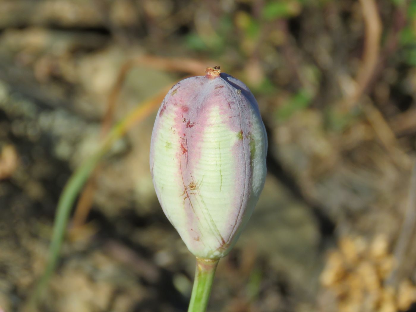 Изображение особи Tulipa korolkowii.