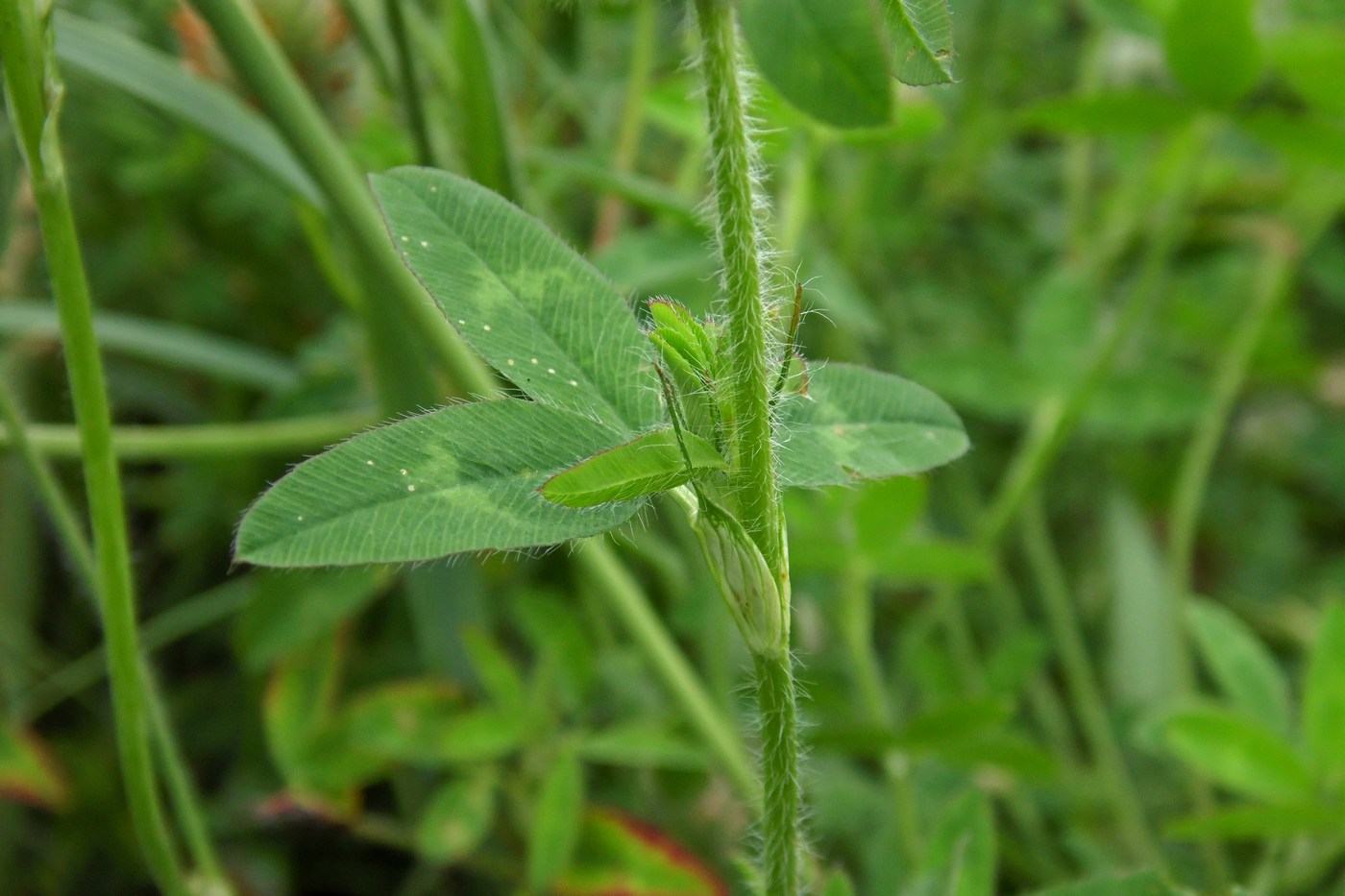 Image of Trifolium diffusum specimen.