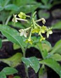 Nicotiana alata