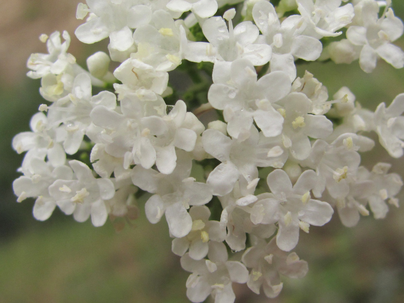 Изображение особи Valeriana cardamines.