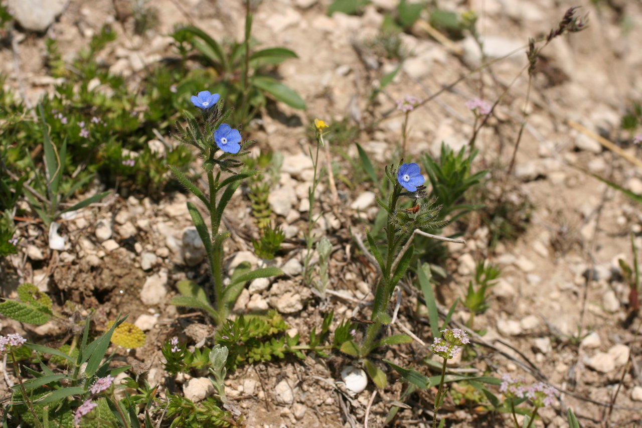 Изображение особи Gastrocotyle macedonica.