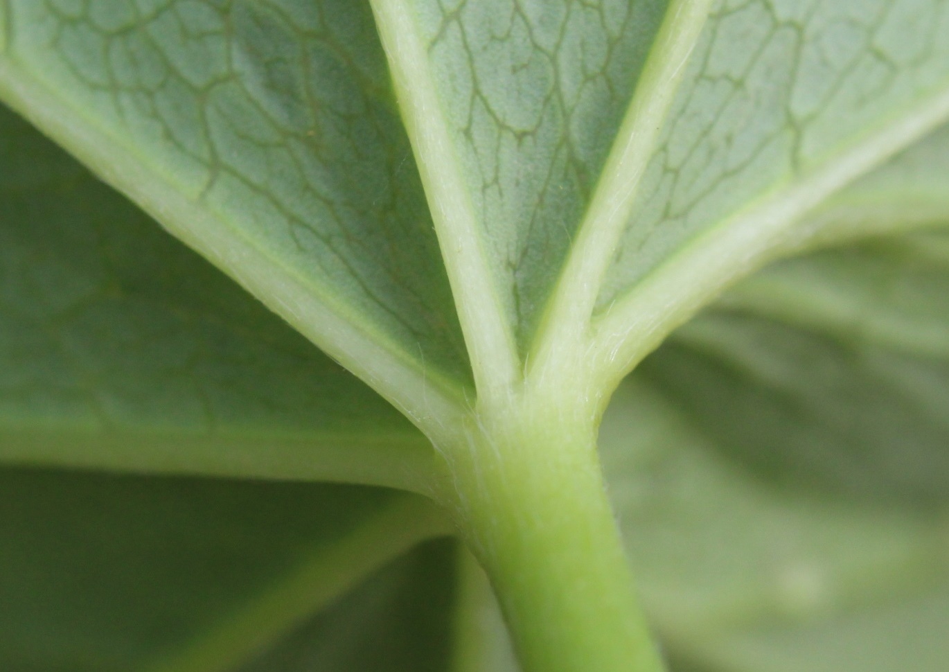 Изображение особи Alchemilla uralensis.