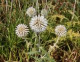 Echinops sphaerocephalus. Верхушка растения с соцветиями. Украина, Запорожская обл., Гуляйпольский р-н, г. Гуляйполе, берег р. Гайчур. 21.08.2020.