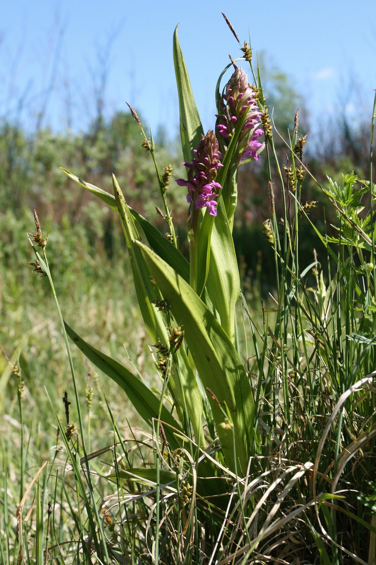 Изображение особи Dactylorhiza incarnata.