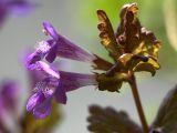 Glechoma hederacea ssp. grandis