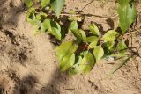 Populus &times; sibirica