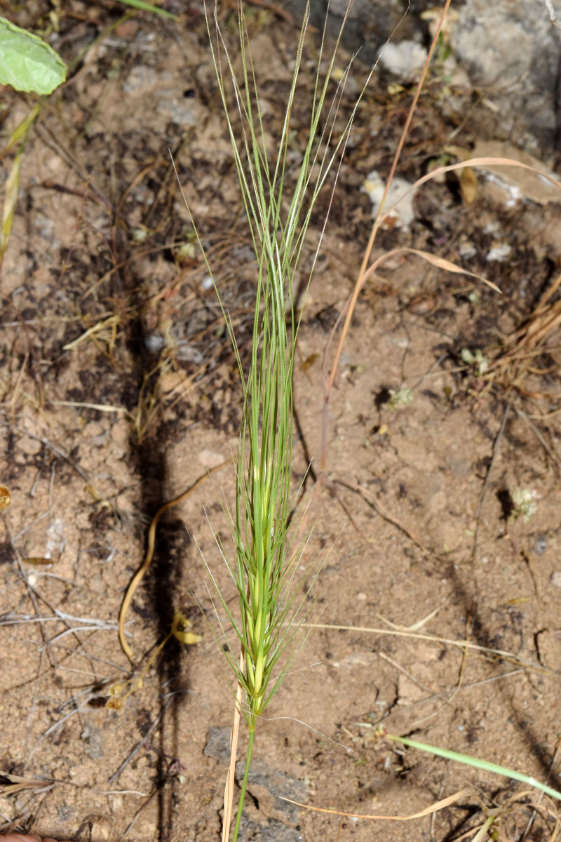 Изображение особи Taeniatherum crinitum.