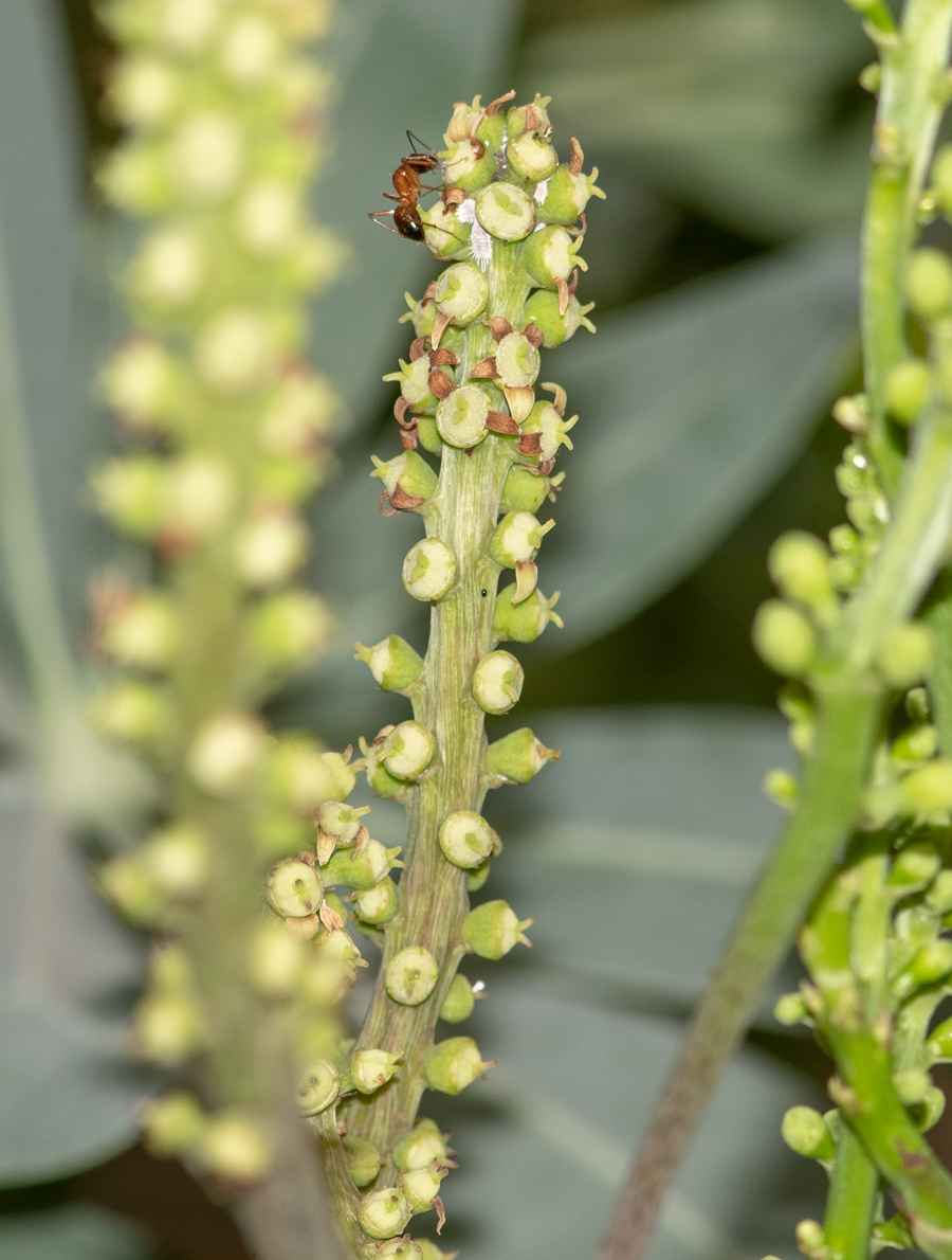 Image of Cussonia paniculata specimen.