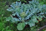 Brassica oleracea variety italica. Цветущее растение. Челябинская обл., Сосновский р-н, пос. Кременкуль, в культуре. 23.07.2020.