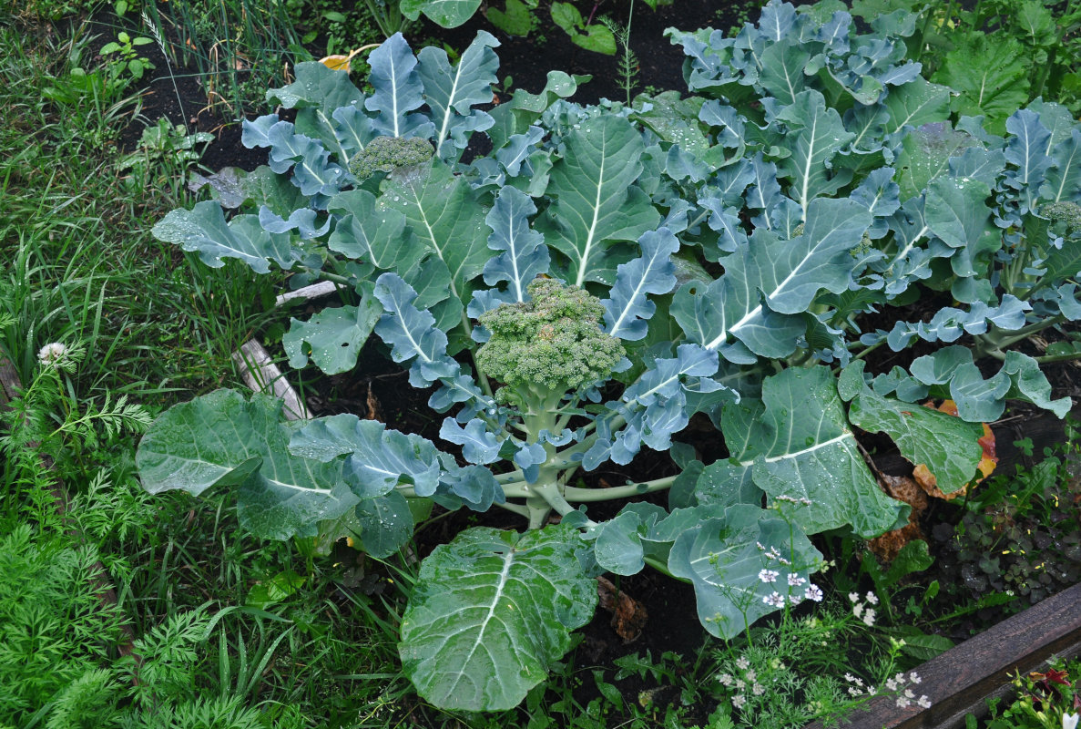 Изображение особи Brassica oleracea var. italica.