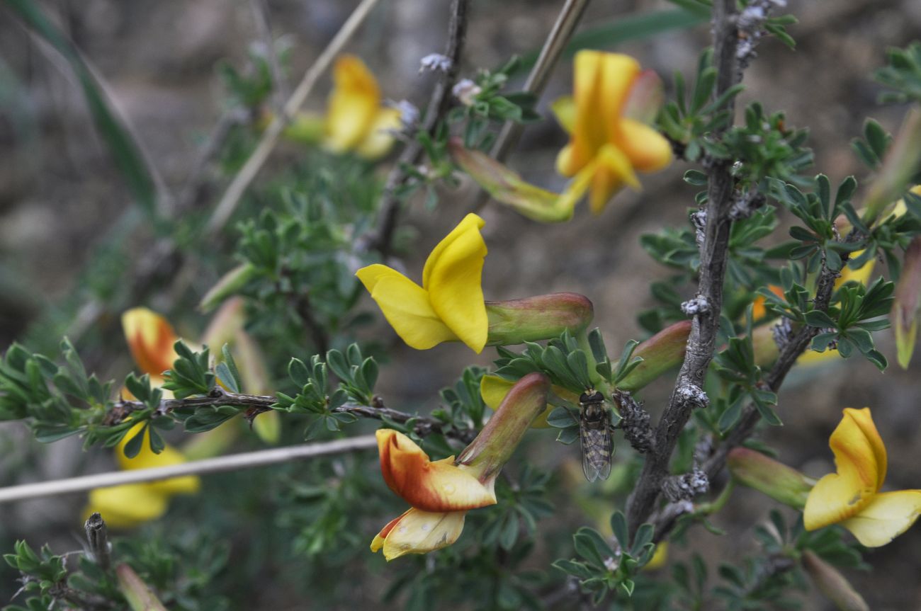 Изображение особи Caragana grandiflora.