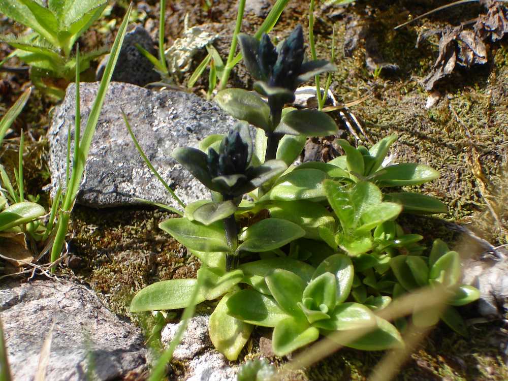 Изображение особи Gentiana glauca.