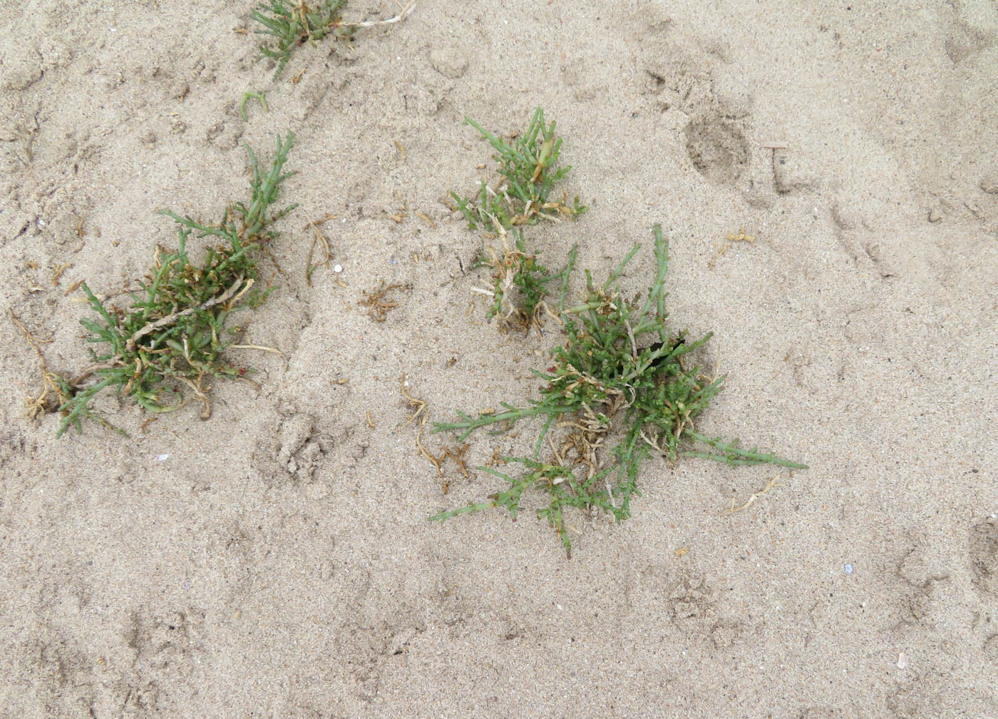 Изображение особи Salicornia natalensis.