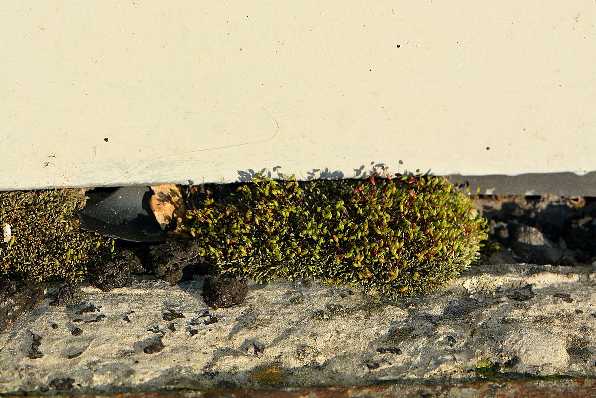 Image of Bryum argenteum specimen.