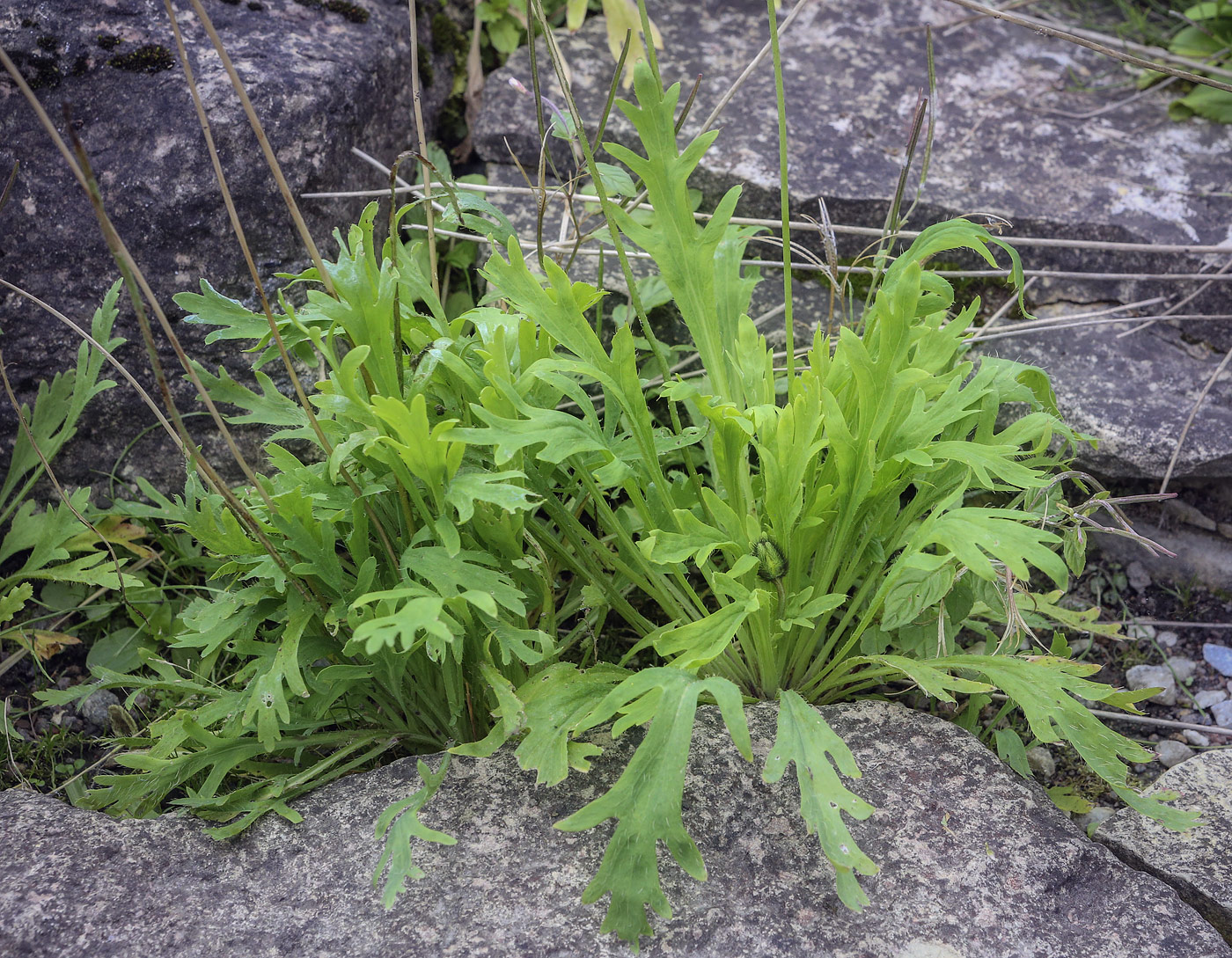 Image of genus Papaver specimen.