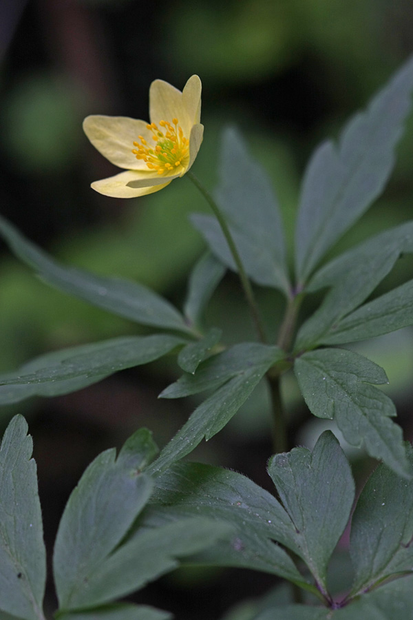 Изображение особи Anemone &times; lipsiensis.