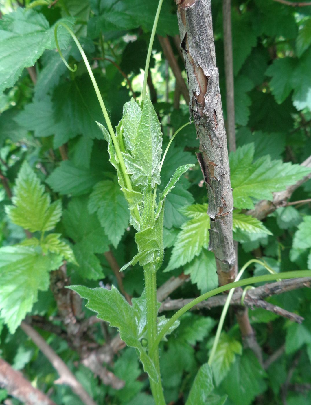 Image of Bryonia alba specimen.