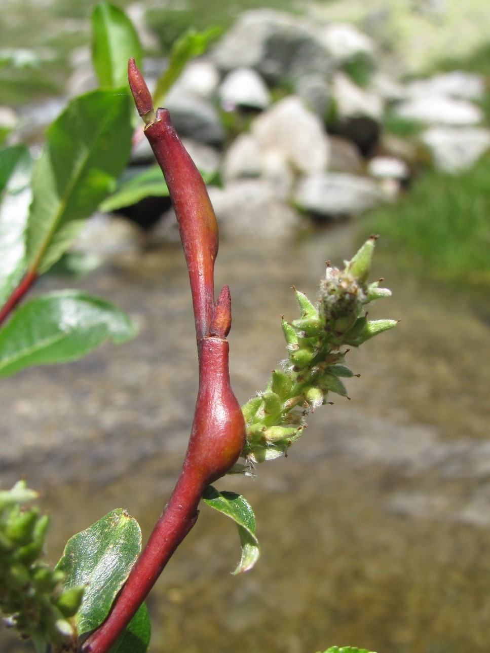 Изображение особи Salix kazbekensis.