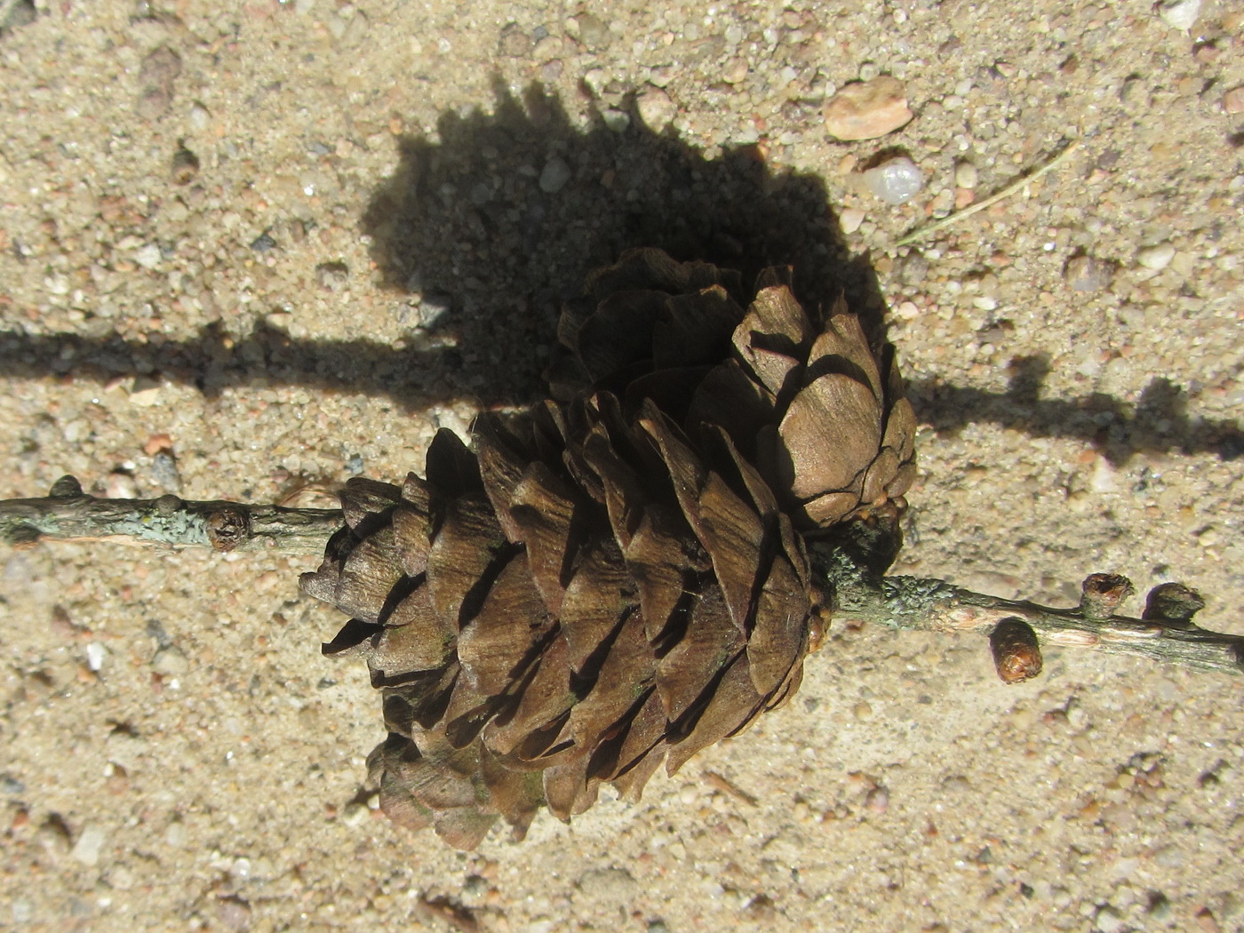 Image of Larix decidua specimen.