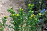 Matricaria discoidea