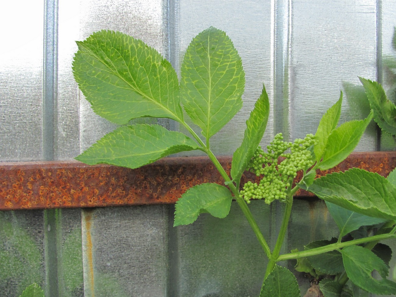 Image of Sambucus nigra specimen.