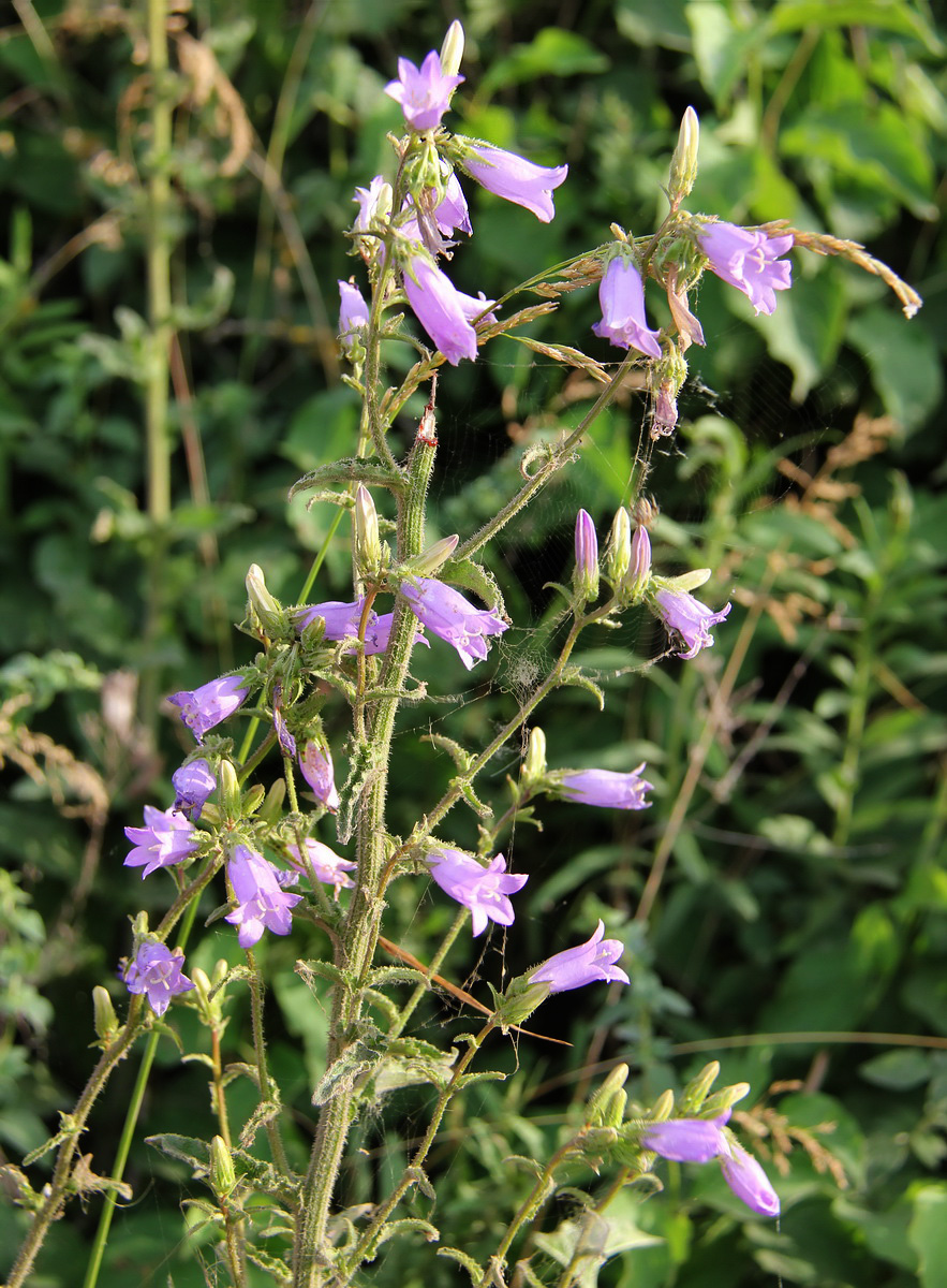 Image of Campanula praealta specimen.