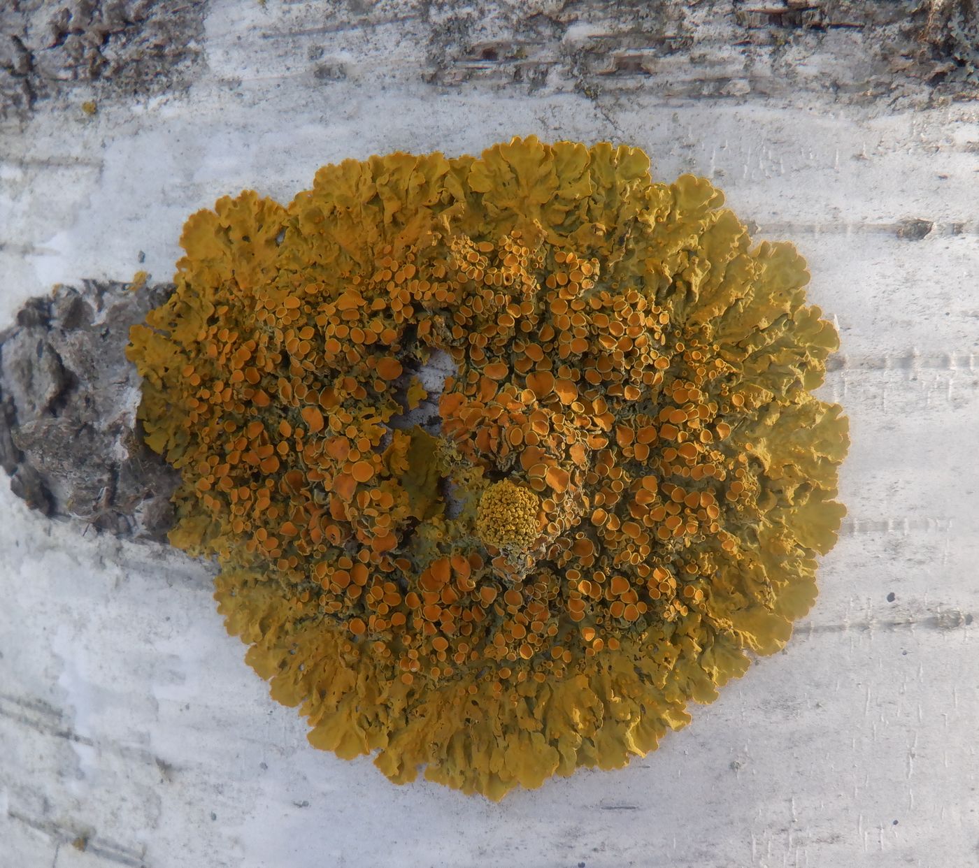 Image of Xanthoria parietina specimen.