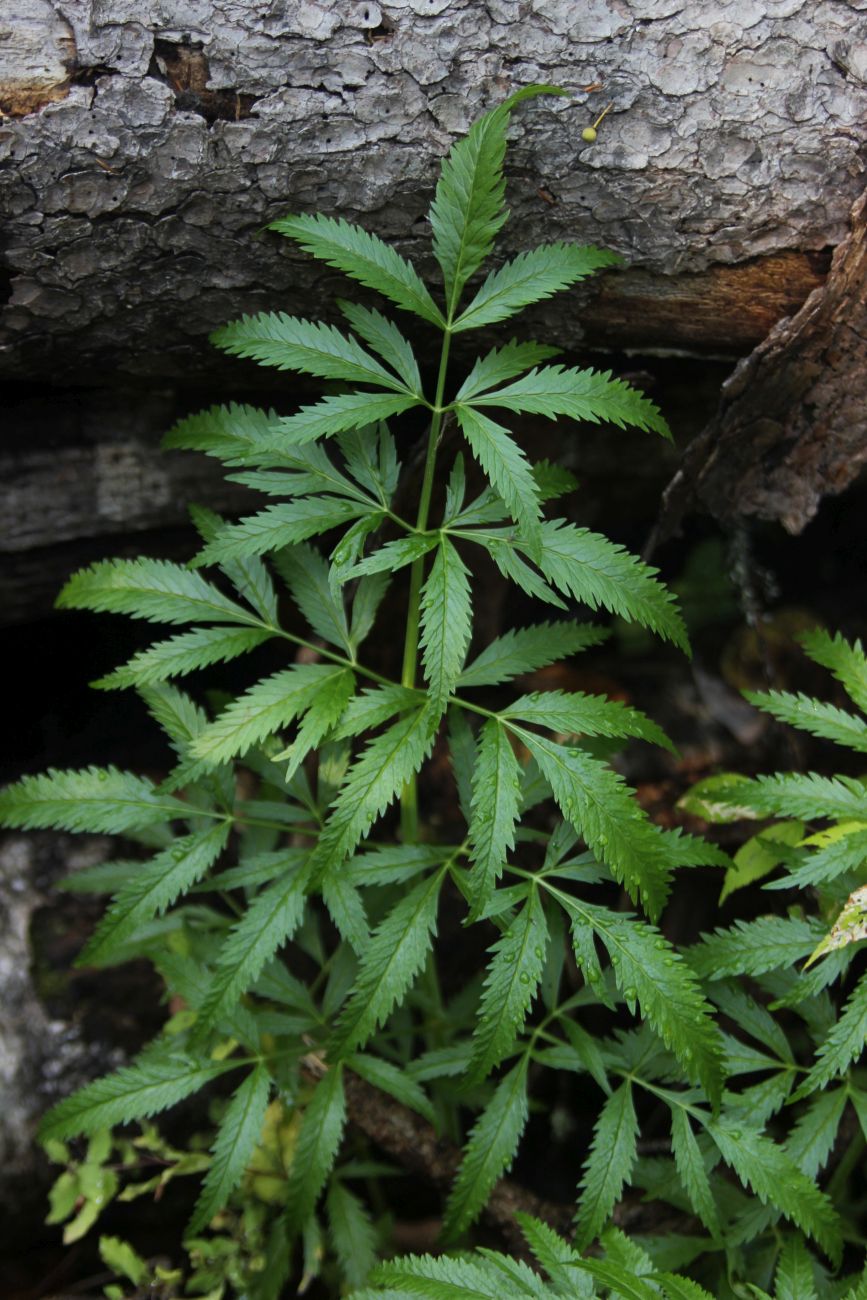 Image of Cicuta virosa specimen.