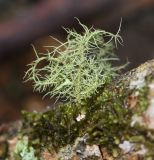 genus Usnea