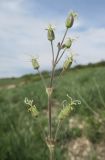 Silene graniticola