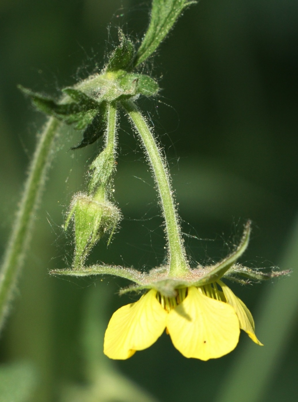 Image of Geum &times; intermedium specimen.